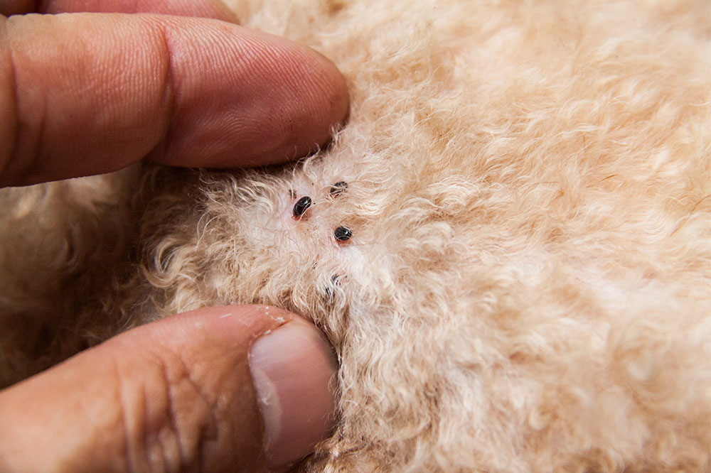 4 effective flea and tick products for dogs