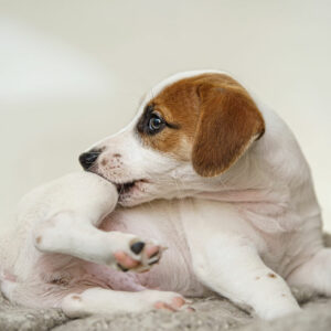 How to treat dogs with allergies