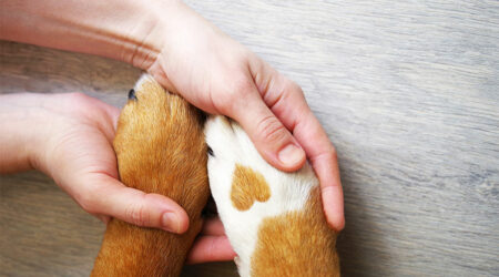 Top Pet Insurance Companies