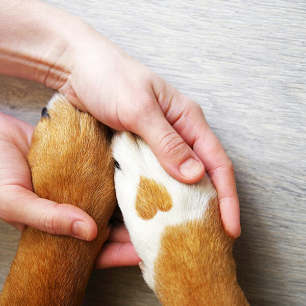 Top Pet Insurance Companies