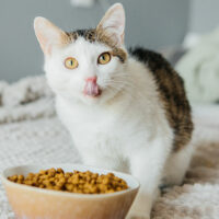 Top natural cat food brands
