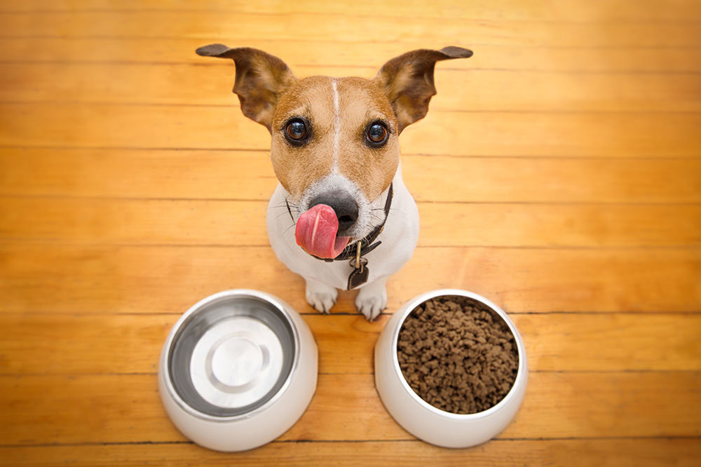 A 6-step guide to picking healthy dog food