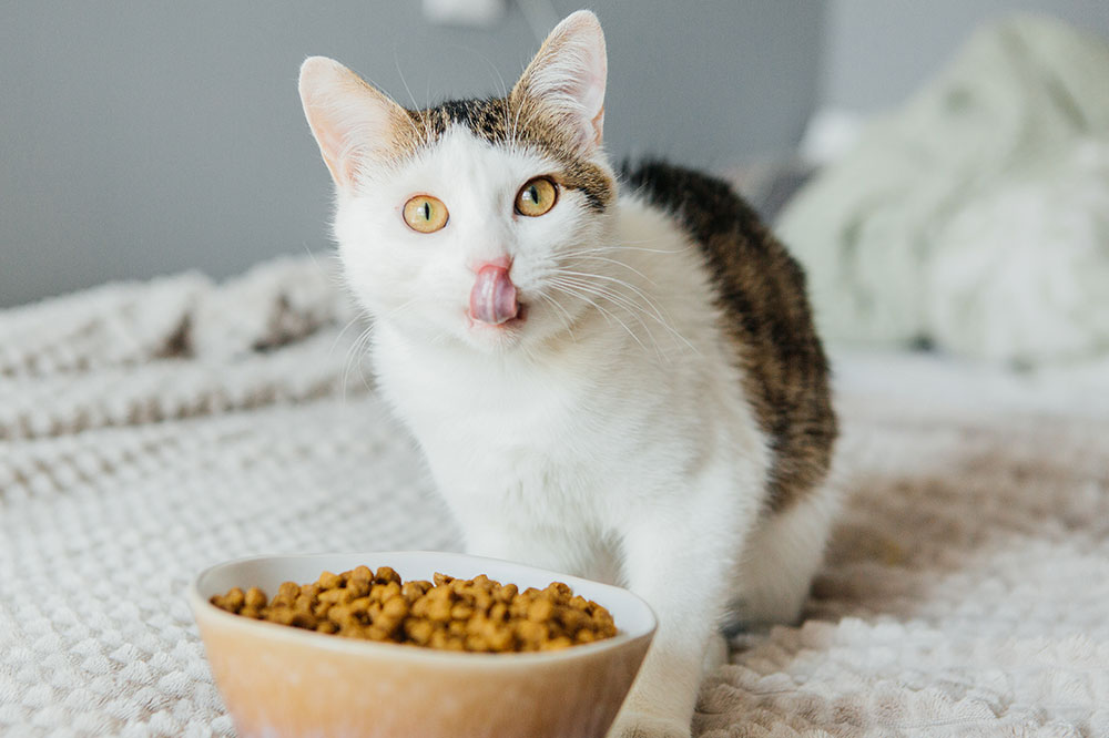 Top natural cat food brands