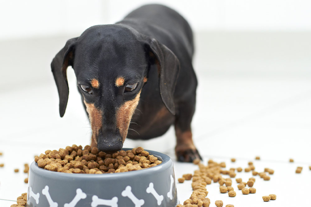 A brief guide on the important aspects of dog food